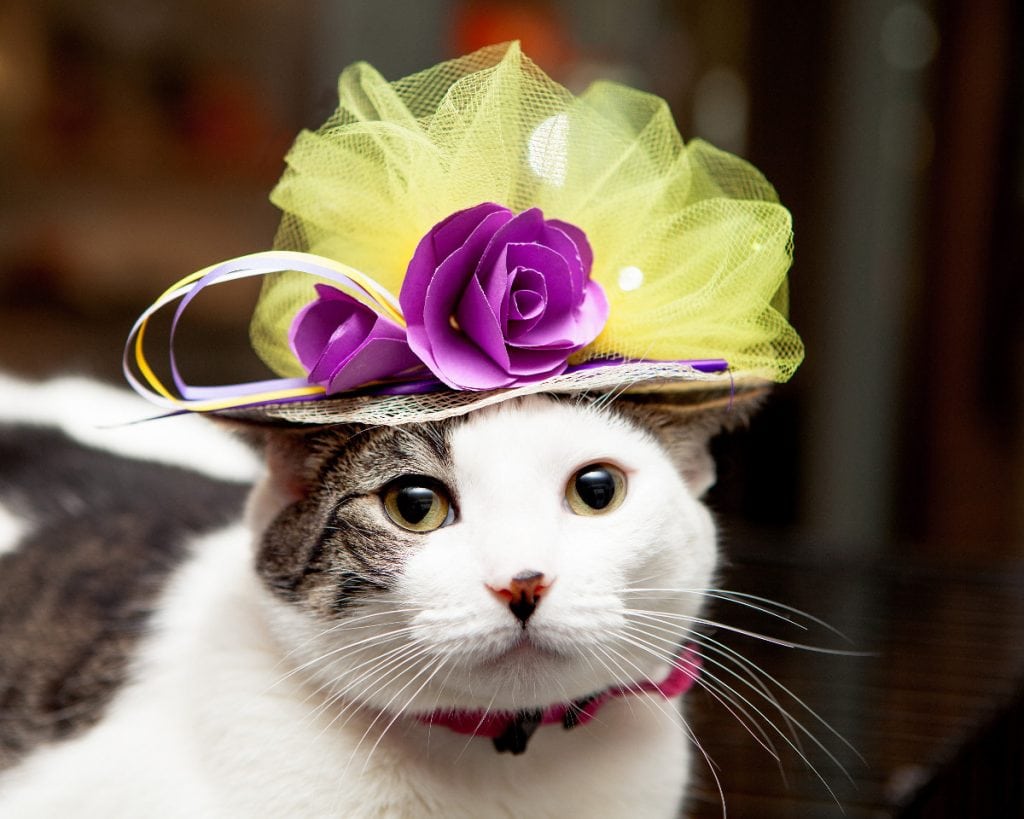 Cats in Fascinators for the Royal Wedding Credit: Best Friends Animal Society