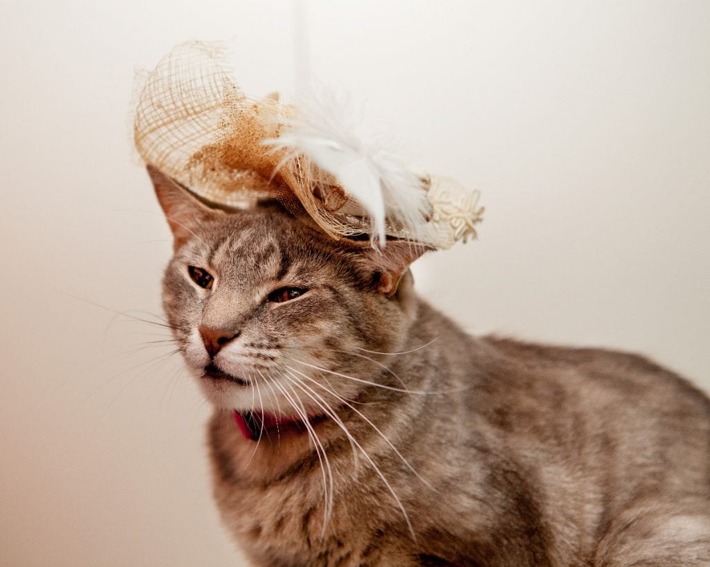 Cats in Fascinators for the Royal Wedding Credit: Best Friends Animal Society