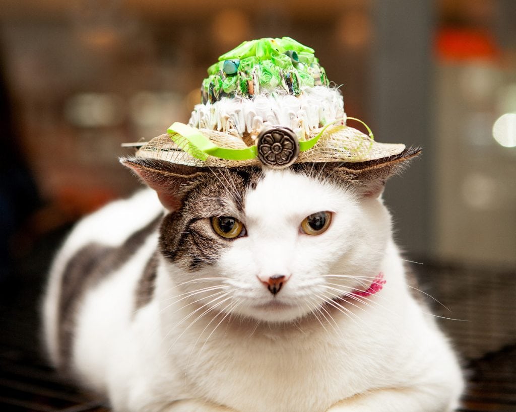 Cats in Fascinators for the Royal Wedding Credit: Best Friends Animal Society