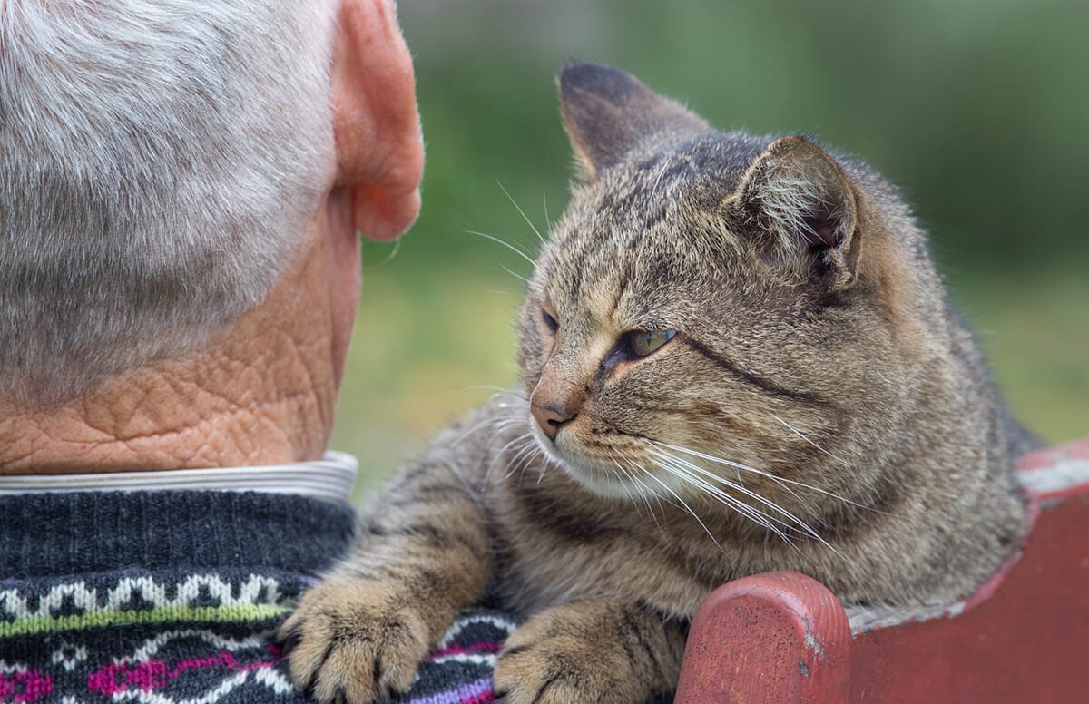 Cats Cradle Documentary Captures Senior Cats Heaven On Earth Life With Cats