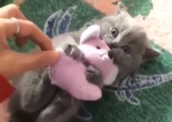 don't touch my mousie