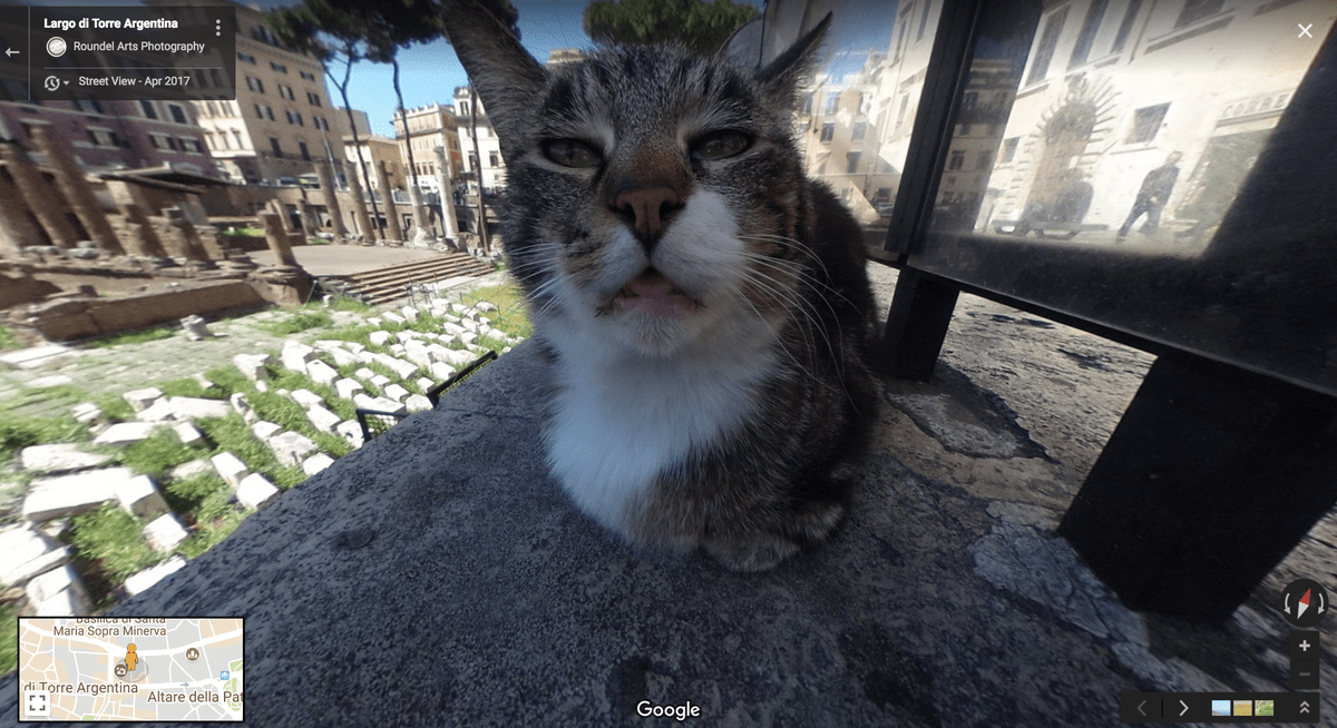 Google Cat Here s Lookin at You Kitty Life With Cats Google Cat Here s Lookin at You Kitty Life With Cats