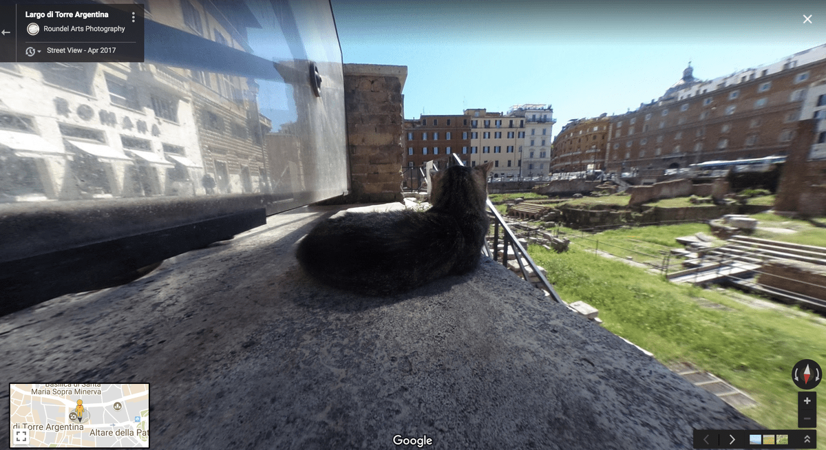 Google Cat Here s Lookin at You Kitty Life With Cats Google Cat Here s Lookin at You Kitty Life With Cats