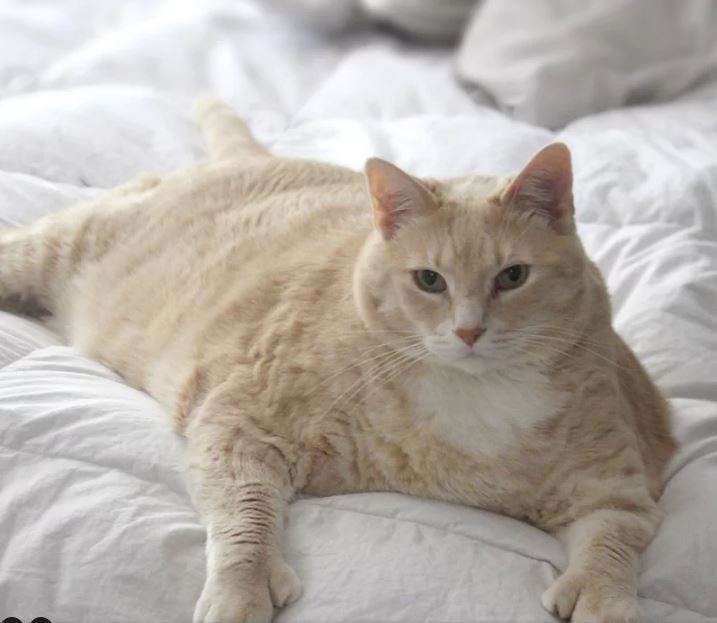 fat cat 1