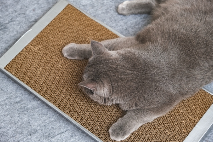 A gray cat is playing on scratching post