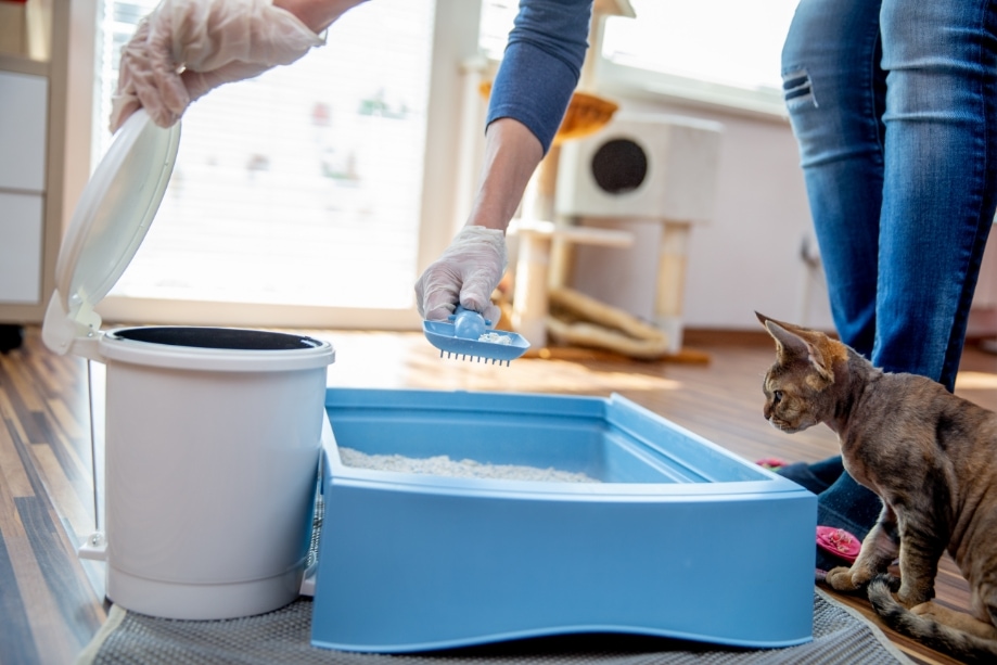 Adult Woman Cleaning Cat Litter Box at Home