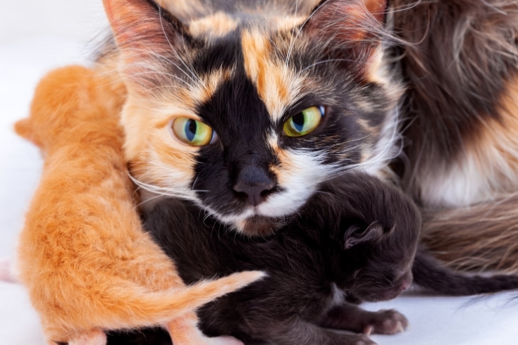 Angry Mother Cat with Newborn Kittens