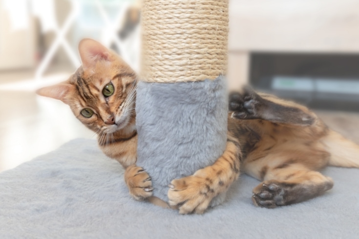 Bengal Cat Hugs a Scratching Post.