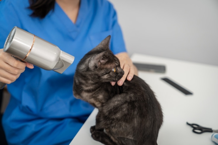 Cat Grooming in Pet Beauty Salon