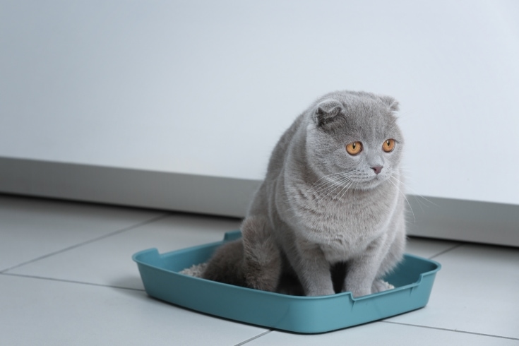 Cat Sitting in Litter-Box