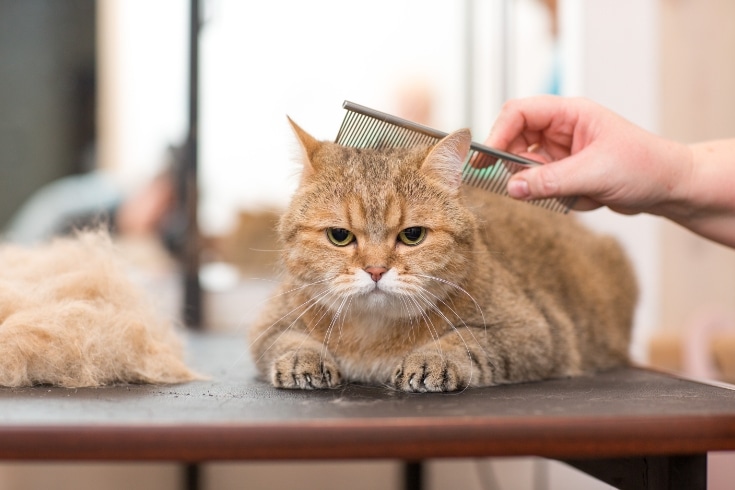 Cat and Pet Grooming in Beauty Salon.