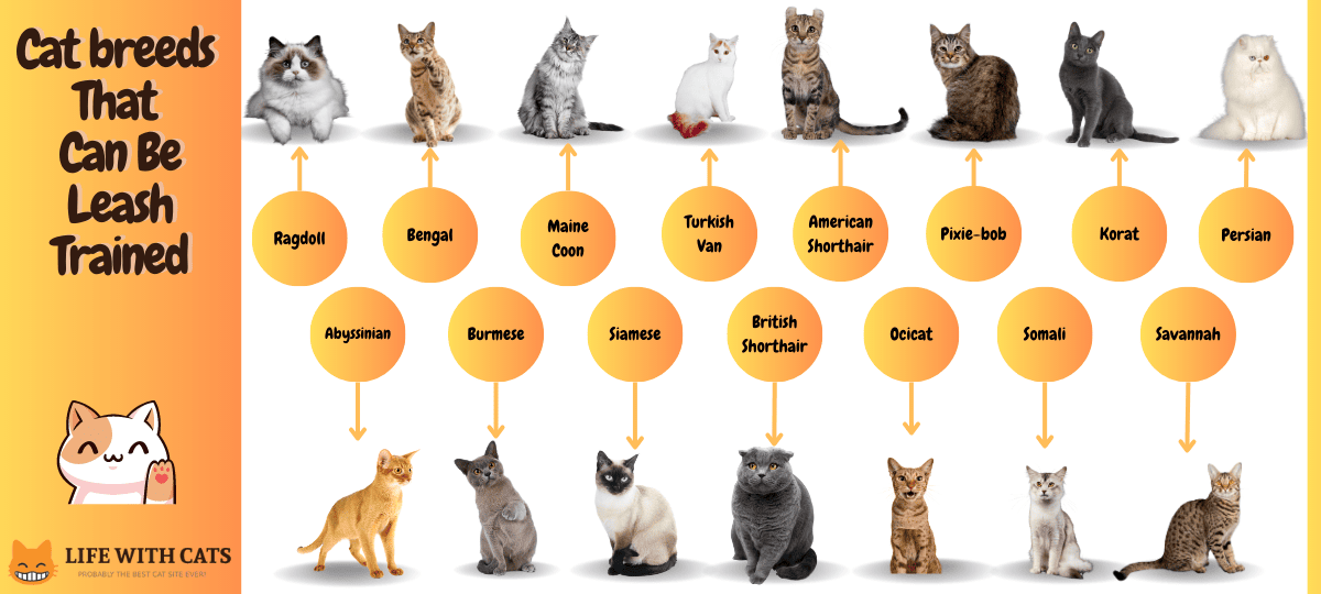 Cat breeds That Can Be Leash Trained