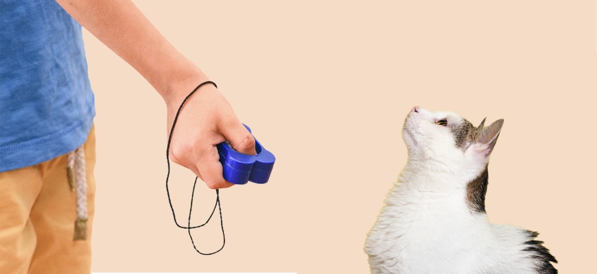 Cat clicker training