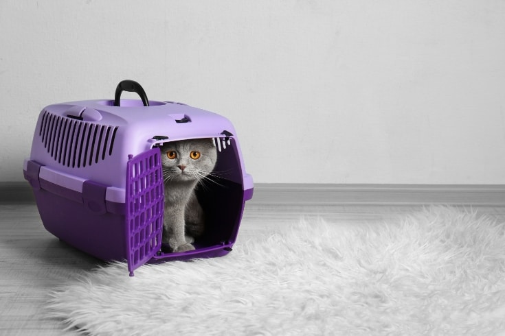 Cat in Plastic Cage on the Floor