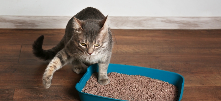 Cat in Plastic Litter Box on Floor