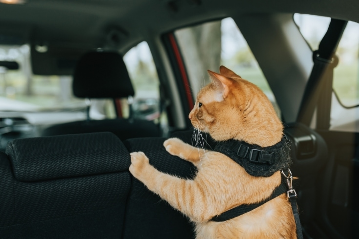 Cat inside the car