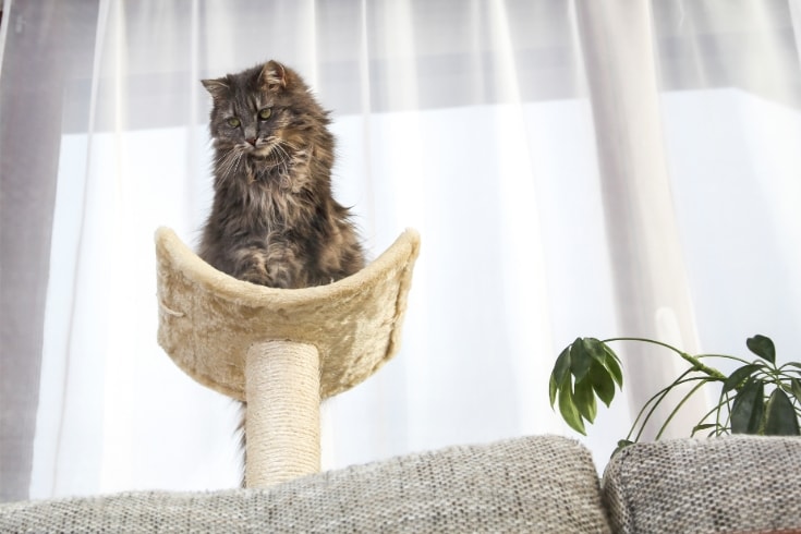 Cat on a cat tree tower