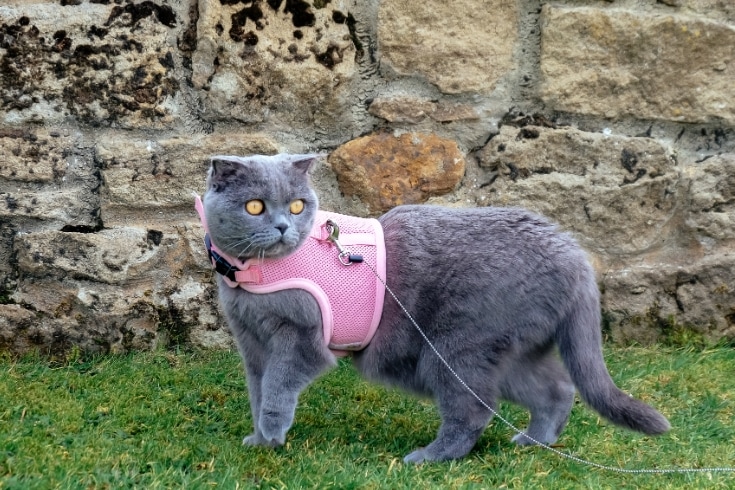 Cat with harness out for a walk