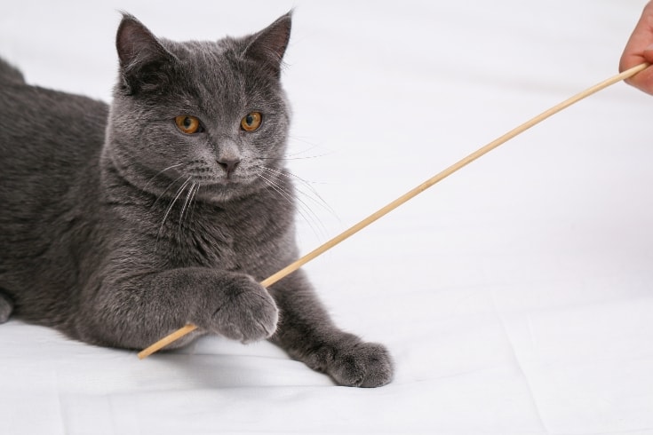 Chartreuse cat plays with man, a ball and a stick.