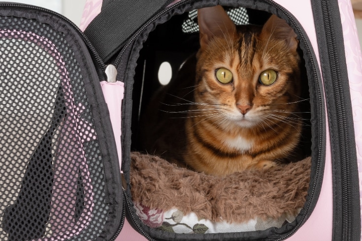 Close-up of Bengal Cat in Soft Carry Bag