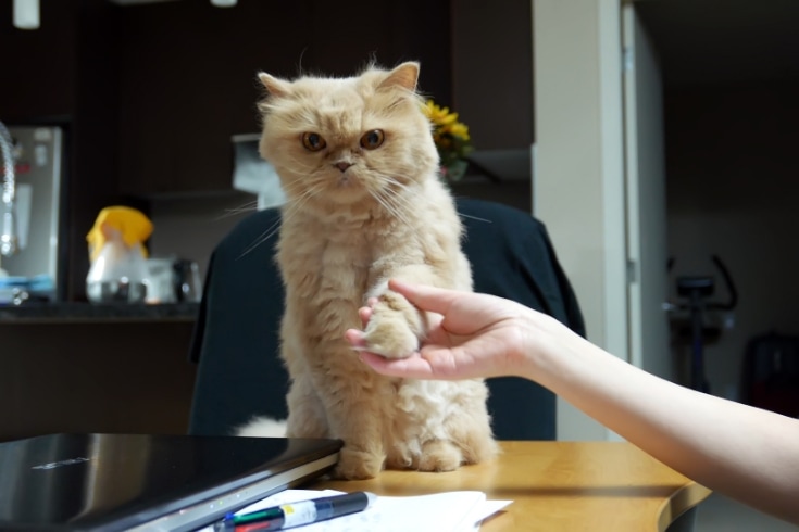 Close up persian cat shaking hand with people on table