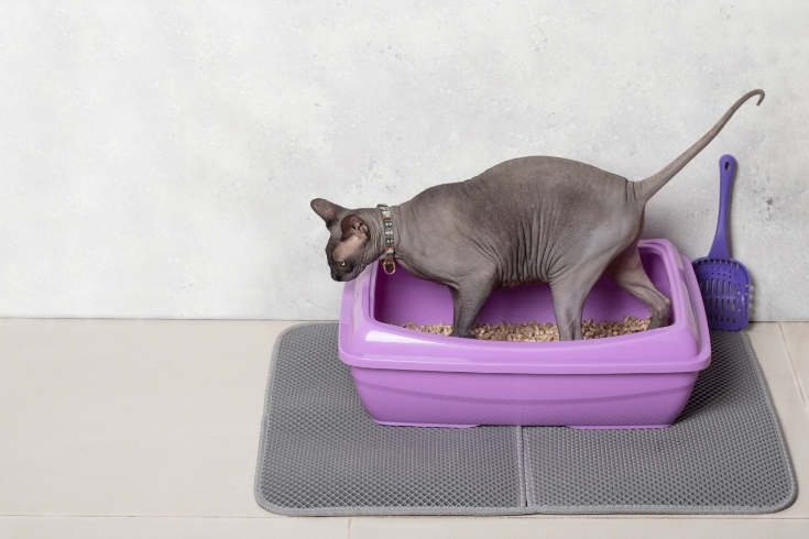 Cute Cat Sphinx Tray Purple Plastic