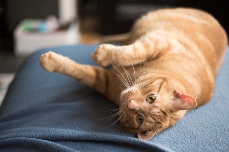 Cute tabby cat rolled over on his back