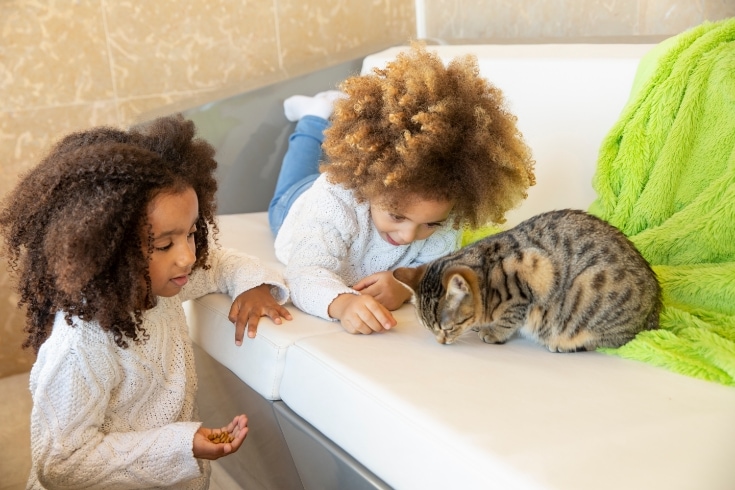 Ethnic kid girl playing with cat