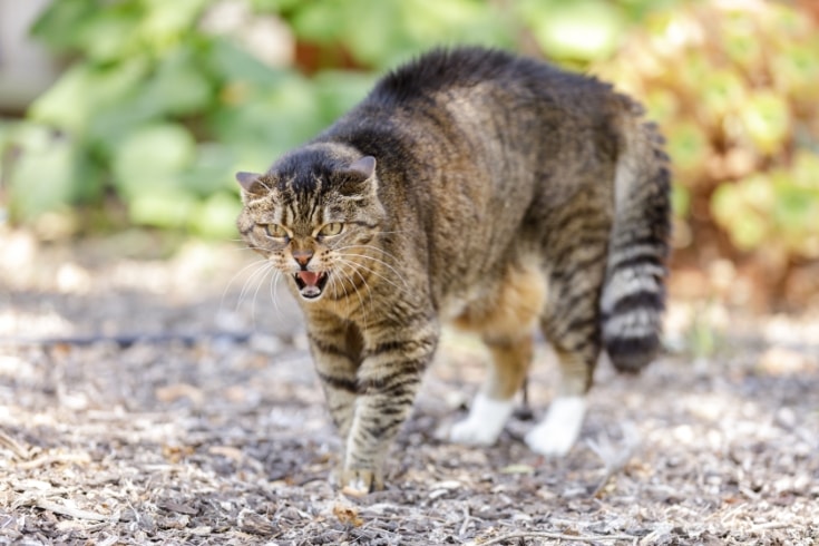 European Shorthair Cat Hissing