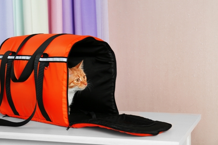 Foxy Cat inside Carrier Box on Table