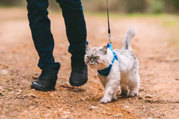 Man walking the cat on pet harness and leash