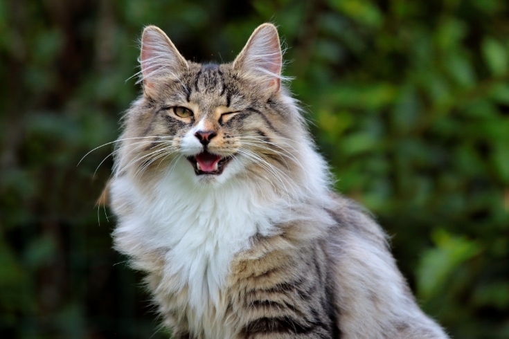 Norwegian forest cat winking eye