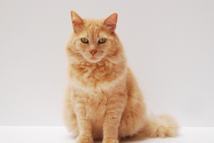 Orange Cat Sitting on White Surface