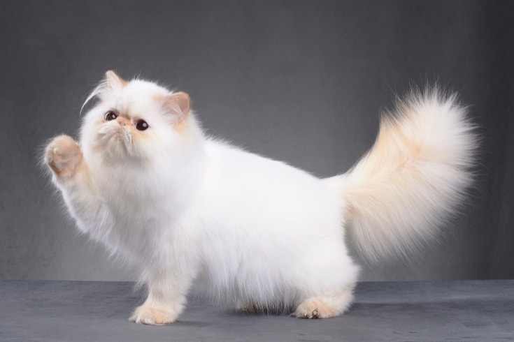 Persian cat