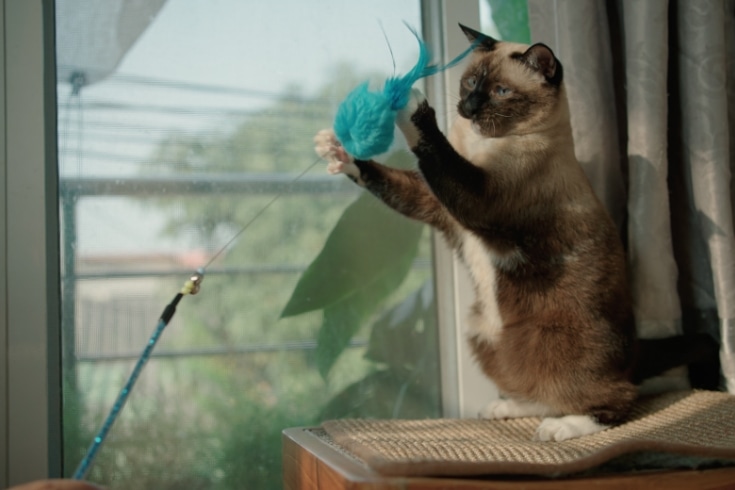 Playful cat is plays with a feather toy.