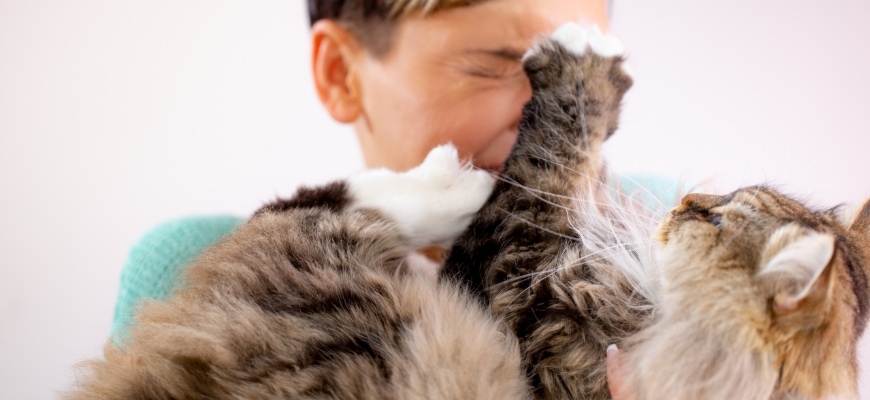 Siberian Cat Scratching His Owner