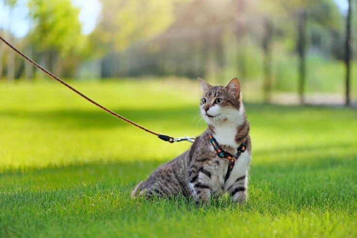 Tabby cat walking on the leash outdoors