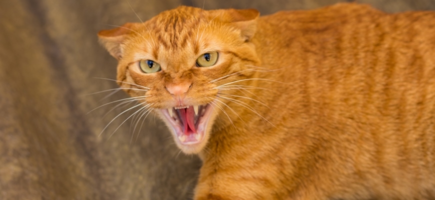 Tame and angry Domestic Yellow Cat