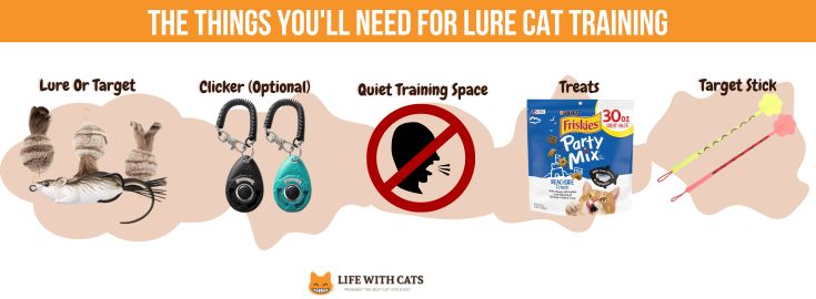 The Things You'll Need For Lure Cat Training