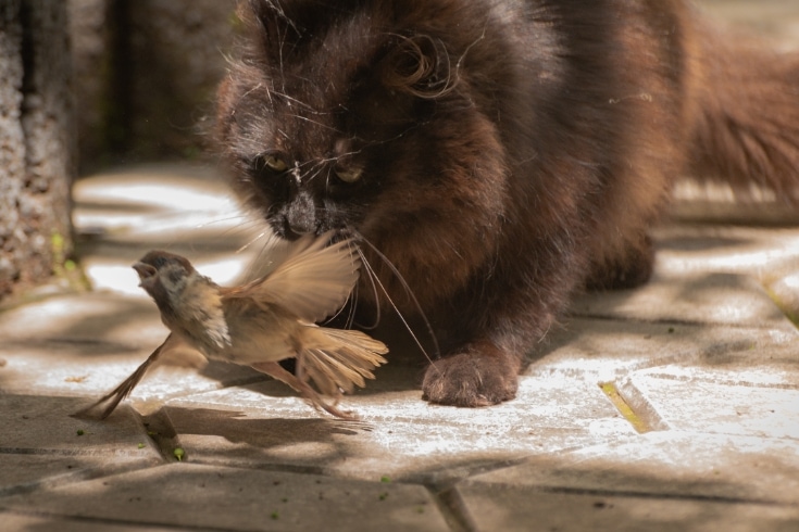 The cat has its sparrow prey