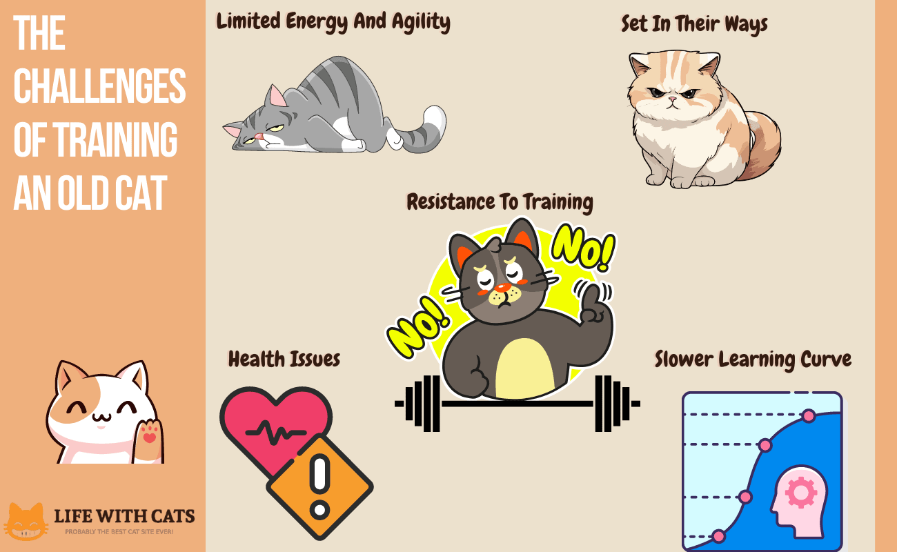 The challenges of training an old cat