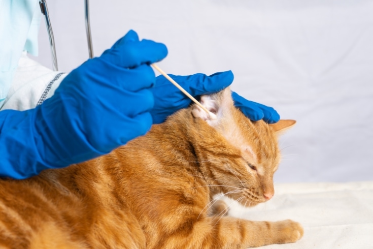 The vet girl cleans the cat's ears with cotton swabs.