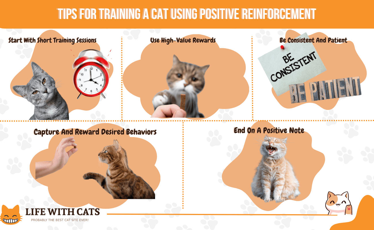 Tips For Training A Cat Using Positive Reinforcement(1300 × 800 px)