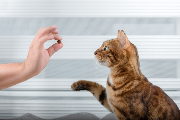 Training a Cat for a Treat in the Room.