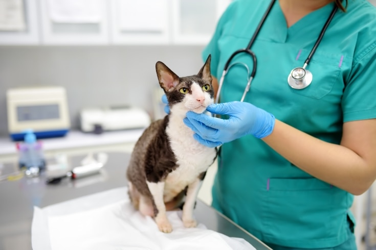 Veterinarian Examines a Cat