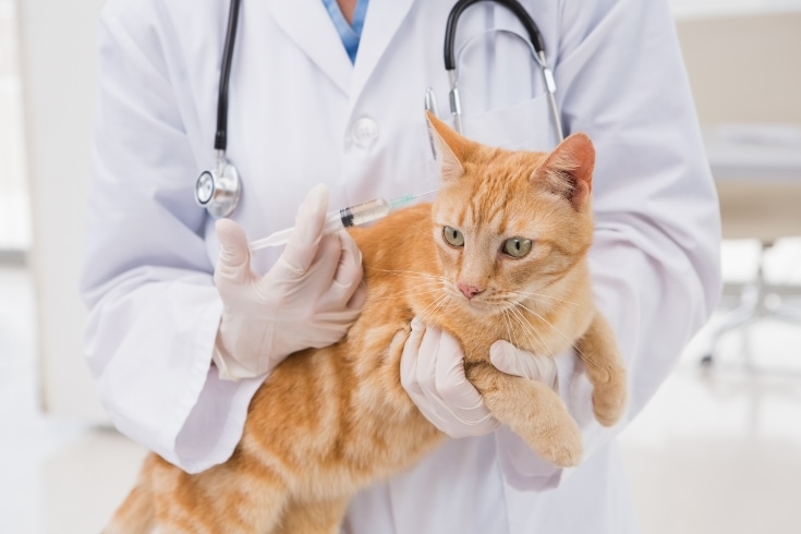 Veterinarian doing injection at a cat