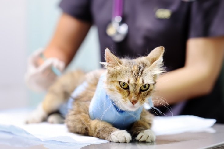 Veterinary Doctor with Cat