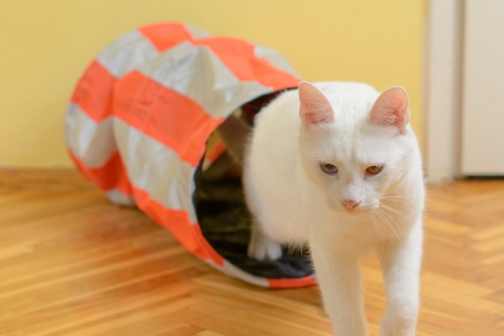 White cat coming from the cat tunnel