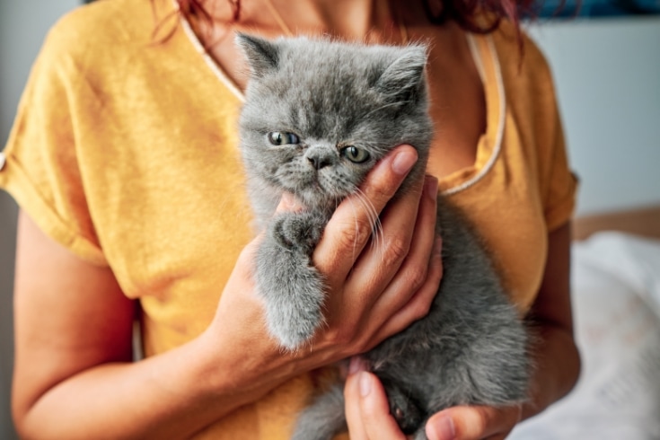 Woman Holding a Gray Cat