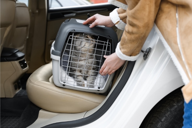 Woman Putting Carrier with Cute Scottish Fold Cat